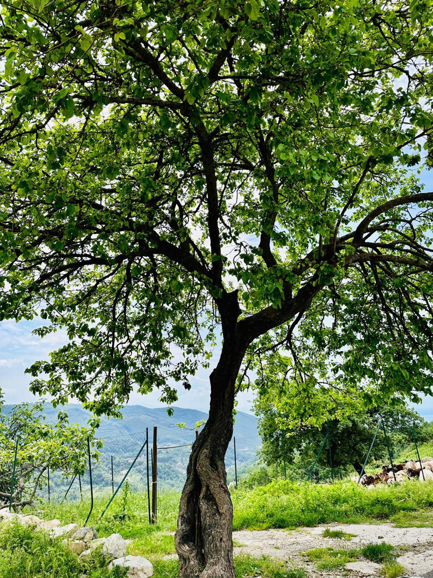 La Riggiola Bed and Breakfast Salerno Esterno foto